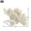 Large White Coral Tabletop Decor